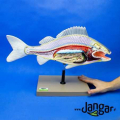 Pomoc dydaktyczna Jangar Model ryby preparowanej