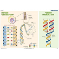 Plansza ścienna  Podstawy genetyki DNA 100X70