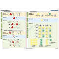 Plansza ścienna  Podstawy genetyki - prawa Mendla 100X70