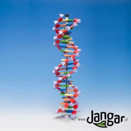 Pomoc dydaktyczna Jangar Model DNA - duży (2 skręty helisy, h=45 cm)