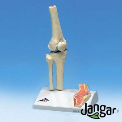 Pomoc dydaktyczna Jangar Model stawu, z przekrojem – kolanowy