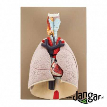 Pomoc dydaktyczna Jangar Model serca i płuc z otoczeniem, 7-częściowy,  wielkość naturalna.