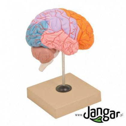 Pomoc dydaktyczna Jangar Model mózgu ludzkiego z zaznaczonymi płatami, wymiary: 15 x 13 x 23 cm.