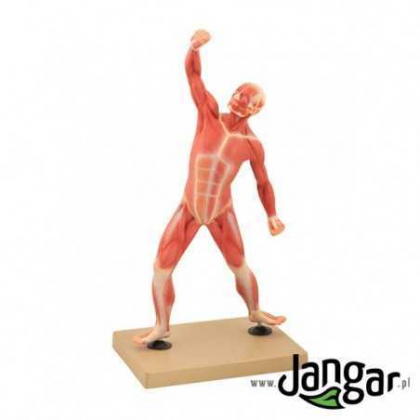 Pomoc dydaktyczna Jangar Model ogólny muskulatury człowieka, 1/4 wlk. nat.