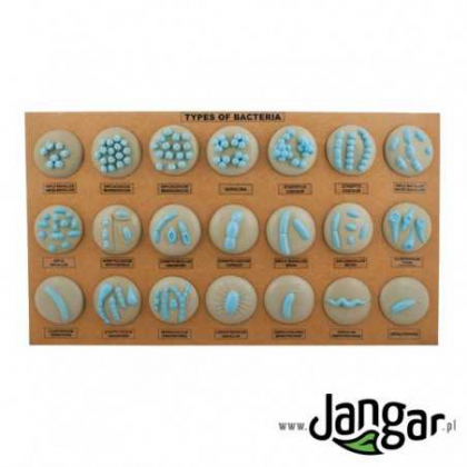 Pomoc dydaktyczna Jangar Bakterie, 21 różnych – model ścienny, wymiary tablicy: 71 x 40 x 3,5 cm.