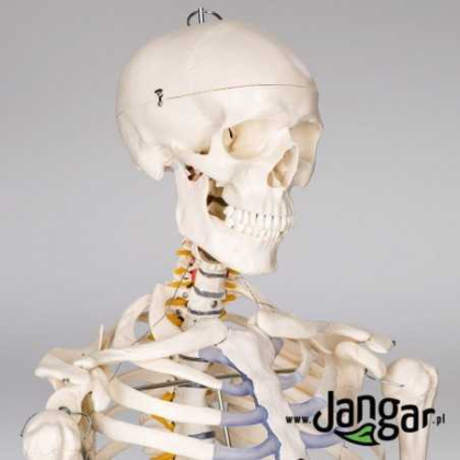 Pomoc dydaktyczna Jangar Model szkieletu człowieka na stojaku, wielkość naturalna w. II