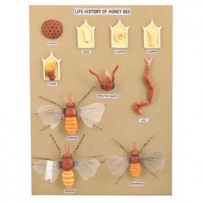Pomoc dydaktyczna Jangar Budowa i cykl życiowy pszczoły - 10 modeli na tablicy, wymiary: 60 x 46 cm.