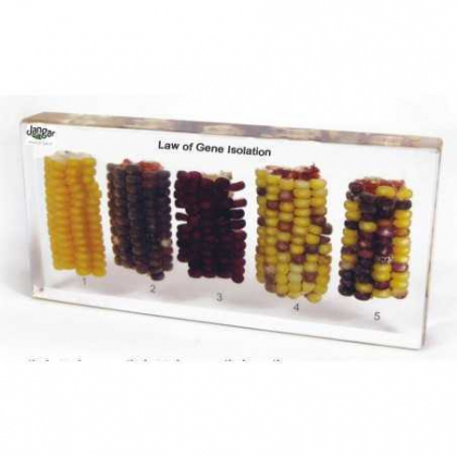 Pomoc dydaktyczna Jangar Genetyka: krzyżowanie kukurydzy - 5 okazów zatopionych w tworzywie, wymiary: 16,5 x 8 x 1,8 cm.