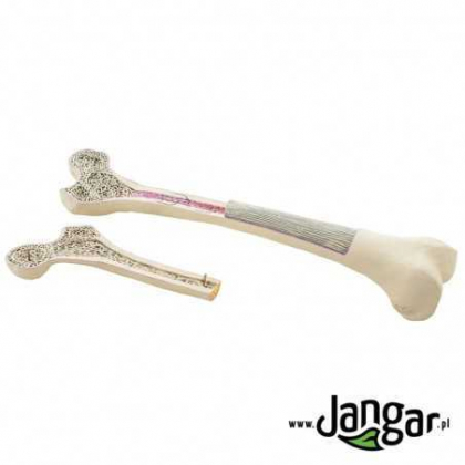 Pomoc dydaktyczna Jangar Model budowy kości udowej człowieka, 2-częściowy