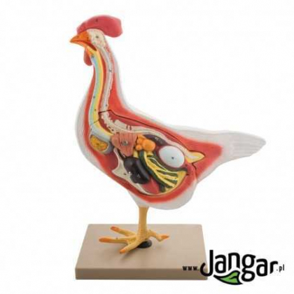 Pomoc dydaktyczna Jangar Model anatomiczny kury, 3-cz., wielkość naturalna
