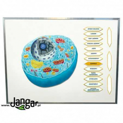 Pomoc dydaktyczna Jangar Komórka zwierzęca, magnetyczny model z opisami, wymiary komórki 46 x 52 cm