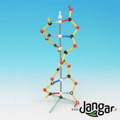 Pomoc dydaktyczna Jangar Model DNA – uczniowski, do montażu