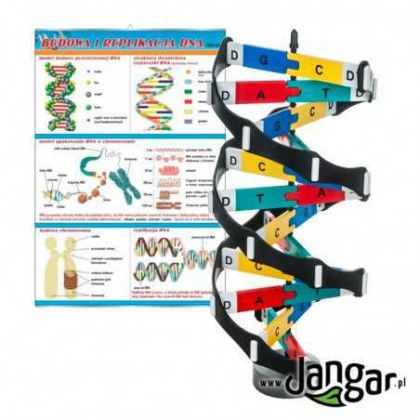 Plansza ścienna Jangar Model DNA z oznaczonymi zasadami ze wskaźnikiem i Budowa i replikacja DNA