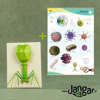 Plansza ścienna Jangar Model bakteriofaga ze wskaźnikiem: Wirusy osłonkowe/bezosłonkowe