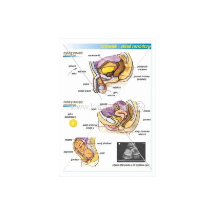 Plansza ścienna Kera Układ rozrodczy