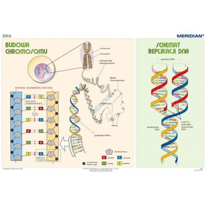 Plansza ścienna  Podstawy genetyki DNA 100X70