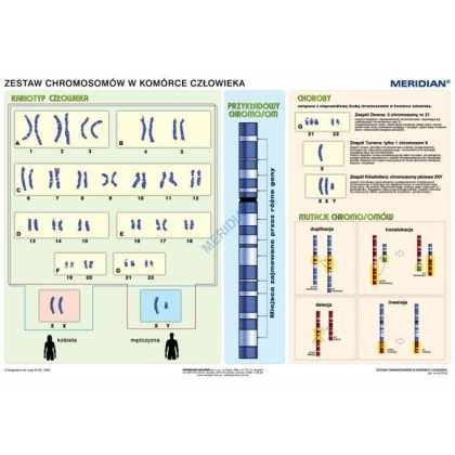 Plansza ścienna  Podstawy genetyki - chromosomy w komórce człowieka 100X70