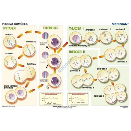 Plansza ścienna  Podstawy genetyki - podział komórek 100X70