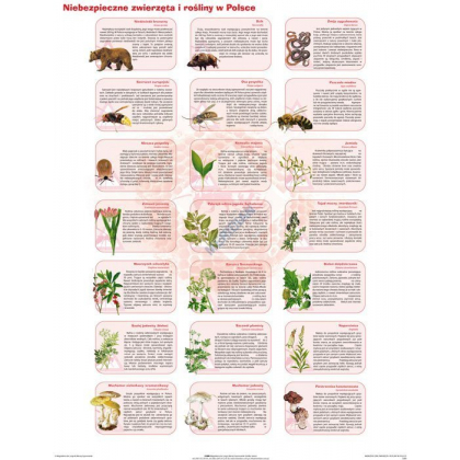 Plansza ścienna  Niebezpieczne zwierzęta i rośliny w Polsce 90X120