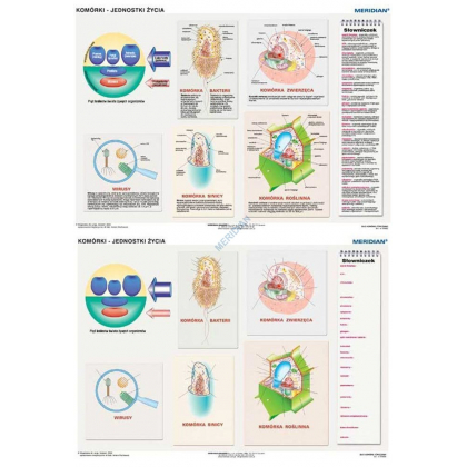 Plansza ścienna  DUO Komórki - jednostki życia 160X120