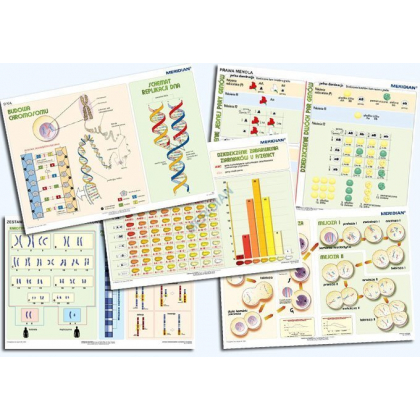 Plansza ścienna  Podstawy genetyki 100X70 (komplet 5 plansz)