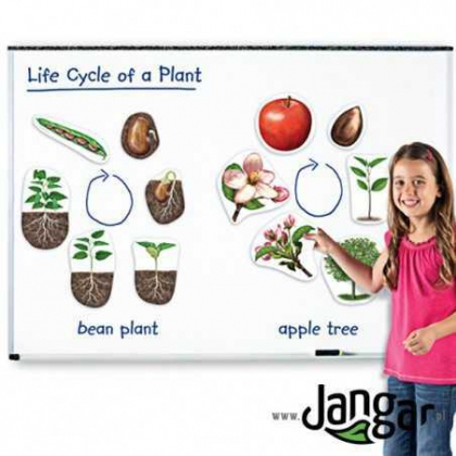 Zestaw pomiarowy (akcesoria) Jangar Cykle rozwojowe roślin – magnetyczny
