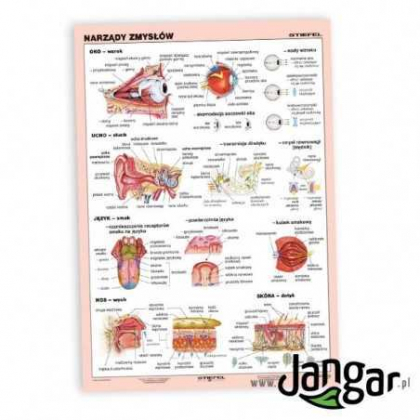 Plansza ścienna Jangar Narządy zmysłów